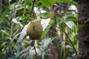 close-up of a jack fruit from the tree. fruit garden.           