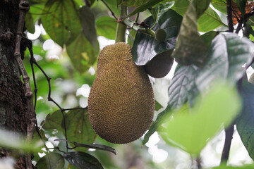 close-up of a jack fruit from the tree. fruit garden.           