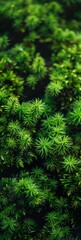 Close-up of Vibrant Green Moss Generative AI