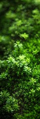 Obraz premium Close-up of Vibrant Green Moss Generative AI