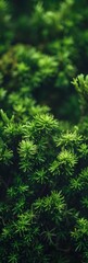 Close-up of Vibrant Green Moss Generative AI