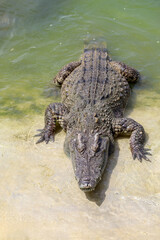 The salt crocodile swimming on the river near canal
