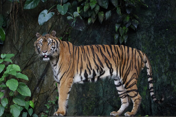Close up Indochinese tiger is beautiful animal and dangerous in forest