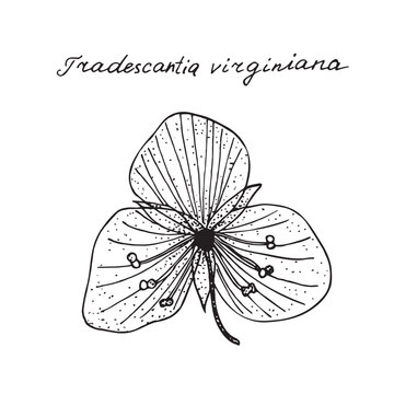 Flower of Virginia spiderwort with latin name Tradescantia virginiana. Hand drawing black realistic outline vector botanical illustration.