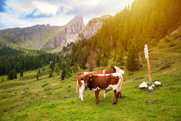 Cows on green mountain pasture in summer