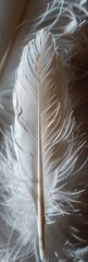 Soft Feather Decoration: Delicate and Ornate Feather Texture Generative AI