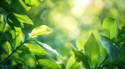 Foto op Plexiglas Nature green tree fresh leaf on beautiful blurred soft bokeh sunlight spring summer background © amazing studio