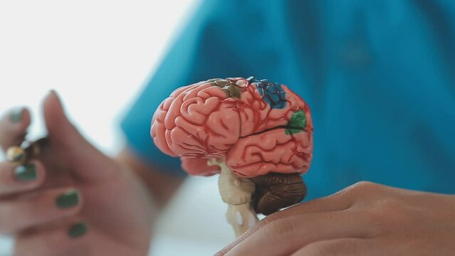 Neurologist hand pointing brain anatomy human model and brain disease lesion on white background.Part of human body model with organ system for health and doctor student study in university.