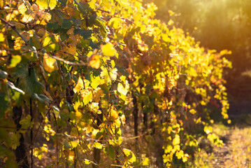 Colorful sunny vineyard in autumn with yellow leaves