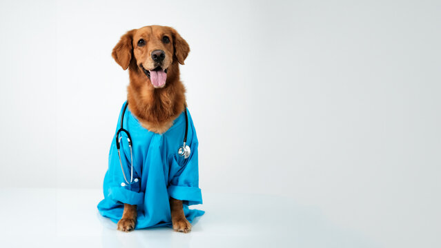 A banner with free space for text, on which is a dog of the Golden Retriever breed in a blue veterinarian's suit with a stethoscope around his neck. A humanized dog Veterinarians Day.