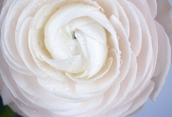 luxurious light pastel ranunculus. Extreme Flower Closeup. full frame. Blurred and selective focus.