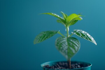 Fototapeta na wymiar New Plant Growing on Blue Background