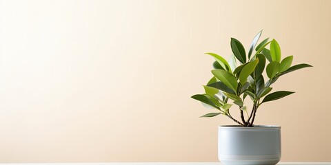 Ficus plant at home with empty space for text.