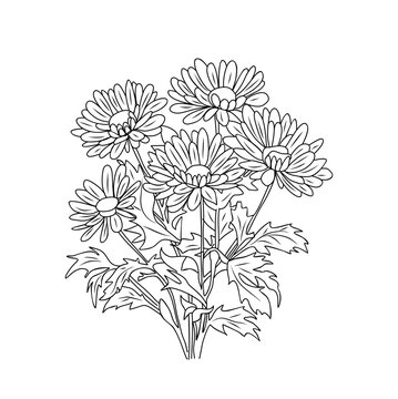 Aster bouquet line art vector botanical illustration. September birth month flower hand drawn black ink sketch. Modern design for logo, tattoo, wall art, packaging on transparent background.