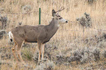 deer in the wild