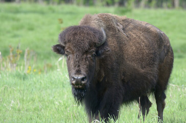 Bison at Elk Island Park, Alberta, Canada