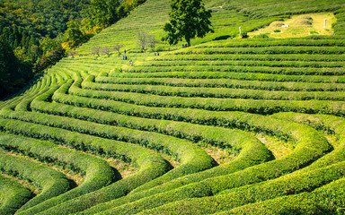 Landscape view of greenery tea farmland in Boseoung, South Korea, 