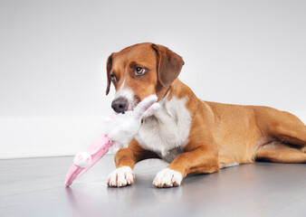 Dog with easter bunny toy in mouth on gray background. Cute puppy dog playing with white bunny rabbit headband with guilty body language. Dog eating toys. Female Harrier mix. Selective focus.