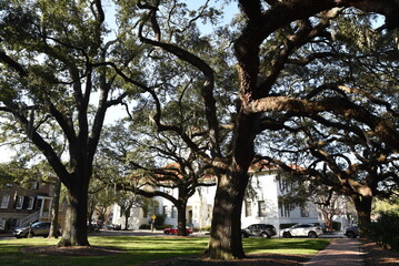 Fototapeta na wymiar Grands chênes à Savannah. USA