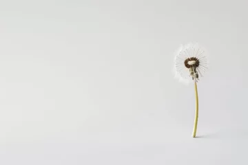  A dandelion seed head is being blown in the wind against a white backdrop. © pham