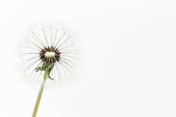 A dandelion seed head is being blown by the wind against a white background.