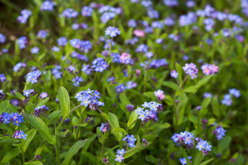 blue and pink forget me not flowers in the garden