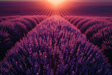 The warm sunset bathes purple lavender fields in a soft, enchanting light, highlighting the beauty of the floral landscape..