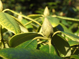 rhododendron buds and leaves in the park