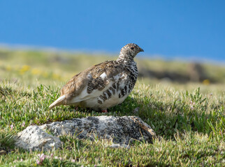 White tailed Ptarmigan