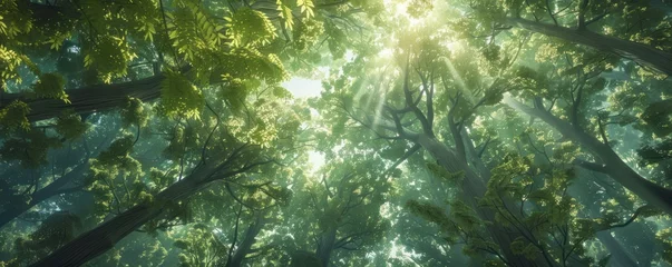 Poster A forest canopy from below sunlight weaving through foliage creating a peaceful immersive natural landscape © wasan