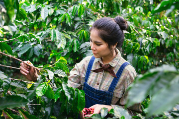 Farmers harvesting coffee in coffee plantations in thailand chiangmai