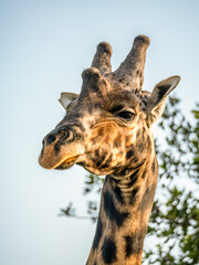 Male giraffe (Giraffa camelopardalis rothschildi) in Mburo National Park in Uganda.