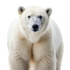 Curious Polar Bear Portrait isolated on Transparent background.