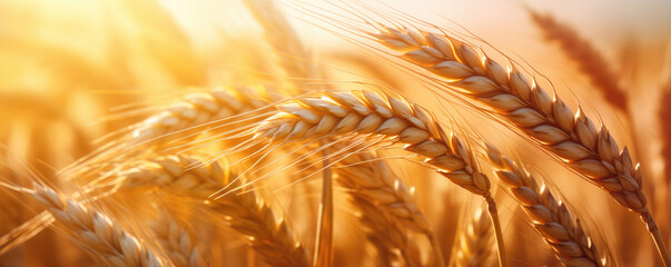 The warm sunlight bathes a field of ripened wheat, highlighting the golden hues and texture of the...