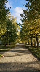 Shadows footpath in the park