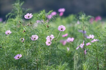 Fototapeta premium 野に咲くピンクのコスモス