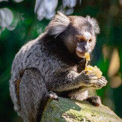Sagui monkey in the wild eating a piece of banana, in the countryside of São Paulo Brazil.