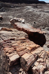 Fototapeta premium Petrified Forest National Park, Arizona
