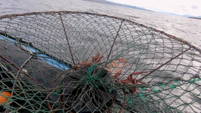 Crab fishing in the ocean. Closeup view of a fisherman taking the crab trap from the water into the boat. Three King Crabs inside the cage. 