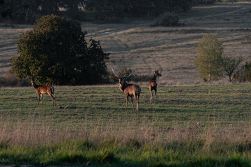 Un cerf et ses biches. Cervus elaphus