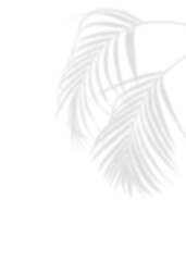 Blurry Gray Palm Leaf Silhouette on isolated Background, A delicate gray silhouette of a betel nut leave, creating a tranquil and minimalist aesthetic.	