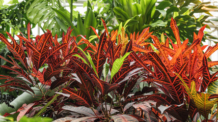 Vienna, Austria. Beautiful leaves of a Croton plant, a species of Codiaeum, also know as Garden Croton and Variegated Croton, in the Schmetterlinghouse greenhouse. Tropical leaves background. © Alessandro
