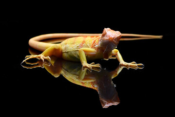 Albino iguana on a black background