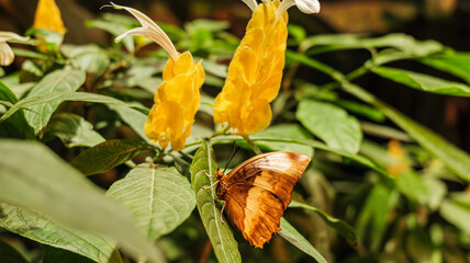 Vienna, Austria. A butterfly resting on a plant inside the greenhouse of the Schmetterlinghaus (Butterflies House)