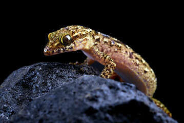 The muria rock gecko on a rock