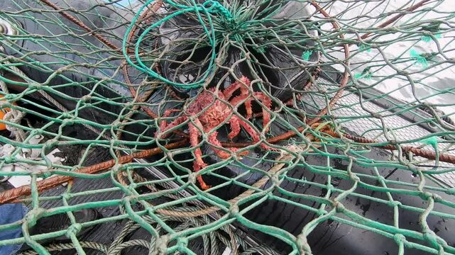 Fishing crabs in the ocean. Closeup view of a spider crabs, Lithodes santolla, caught in a fishing trap.