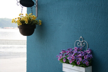 Pretty flowerpot. There is a pot of yellow flowers and a pot of purple flowers on the blue wall.  - Powered by Adobe