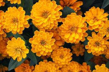 Yellow flowers in close up background