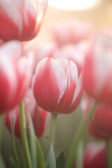 Red white Tulip flower in close up