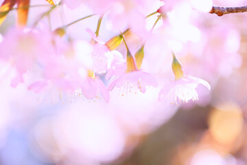 pink cherry blossom sakura flowers in close up - 753147314